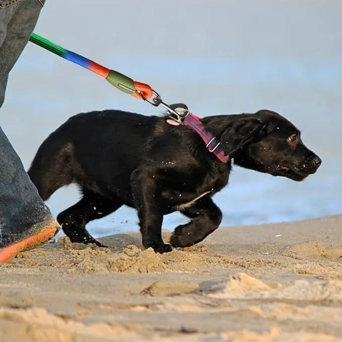 Elastic dog leash by Kritter Krush, showing the adjustable length and durable nylon material with a metal clip for secure attachment.
