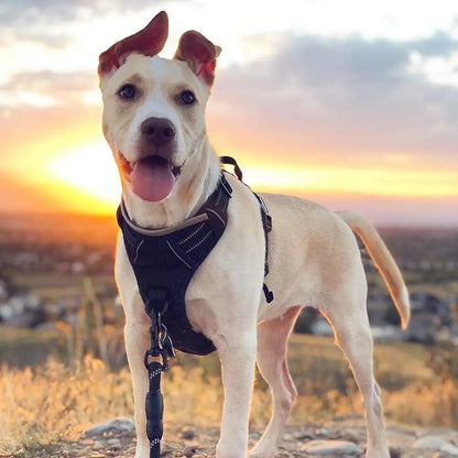Reflective dog harness by Kritter Krush with adjustable straps and bright reflective material for visibility during walks.