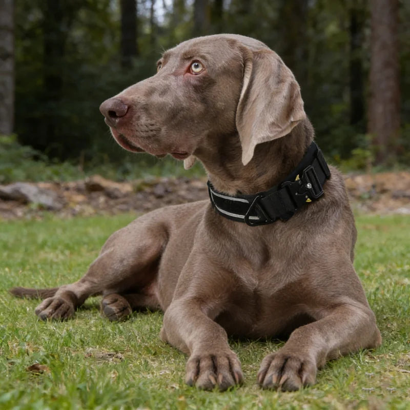 Kritter Krush tactical dog collar with durable nylon strap and metal buckle, designed for outdoor and training use.